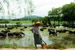 [thumbnail: A herdsman in Burma (Myan...]